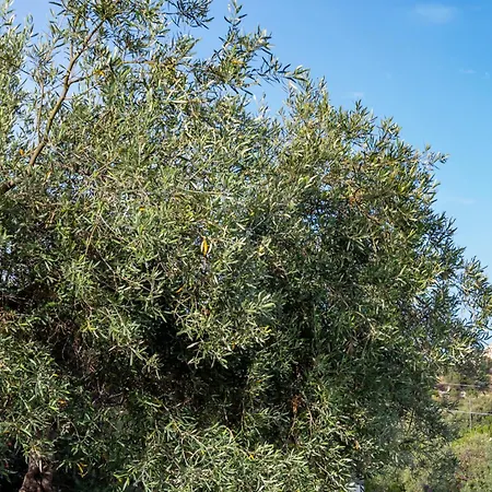 Penzion Casale Antiche Mura Siracusa Syracuse